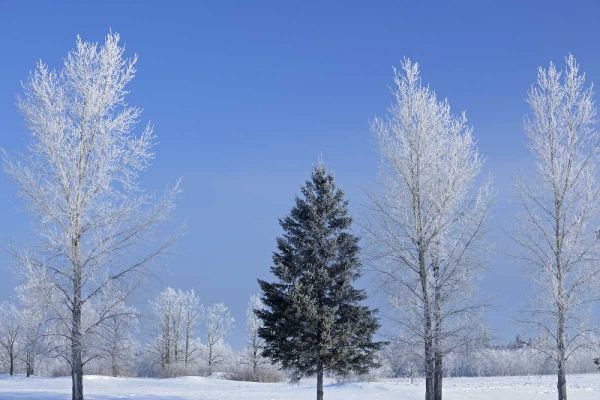 Canada, Birds Hill PP Trees covered in hoarfrost